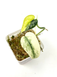 Scindapsus Mayari Variegated E