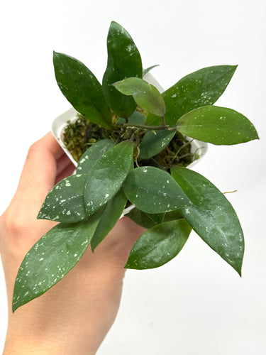 Hoya Walliniana UT-152