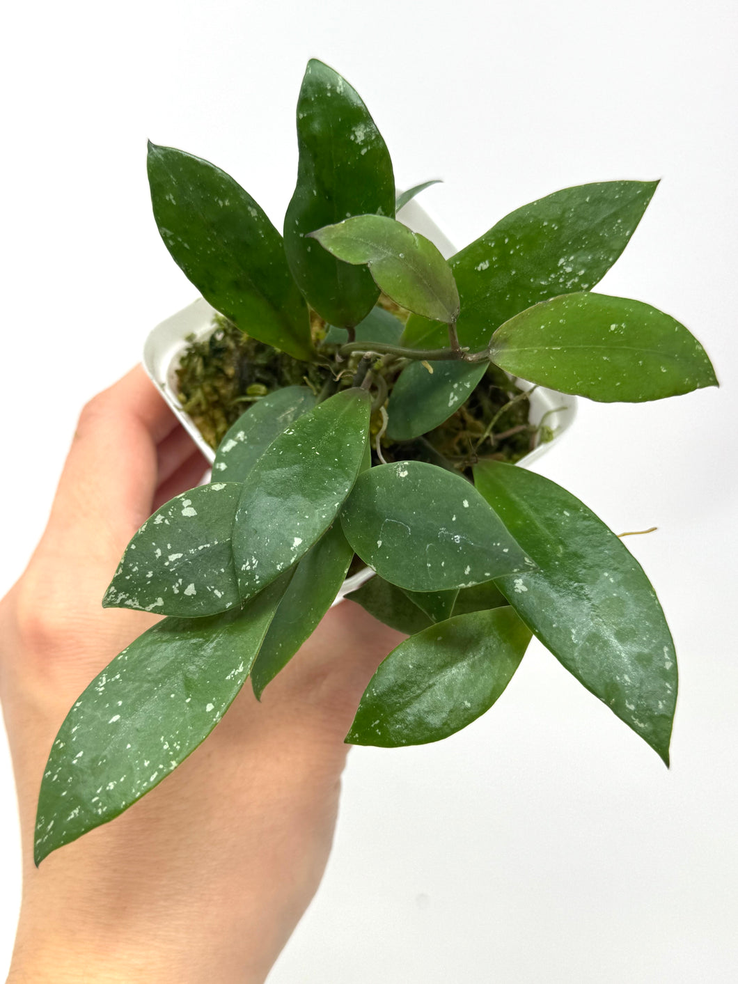 Hoya Walliniana UT-152