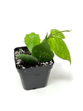 Load image into Gallery viewer, Hoya Polyneura