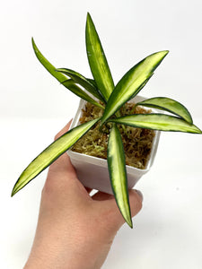 Hoya Kentiana Variegated