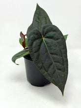 Load image into Gallery viewer, Anthurium Luxurians Dark Form