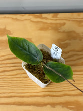 Load image into Gallery viewer, 153. Hoya Inflata