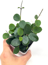 Load image into Gallery viewer, Hoya Mathilde