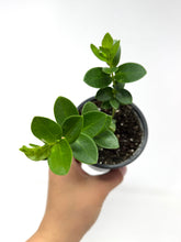 Load image into Gallery viewer, Hoya Densifolia