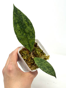 Hoya Lambii Silver D