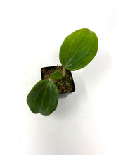 Load image into Gallery viewer, Hoya Quinquenervia