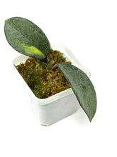 Load image into Gallery viewer, Hoya Carnosa ‘Argentea Princess’ B