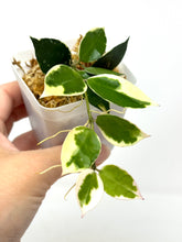 Load image into Gallery viewer, Hoya Lacunosa Asami