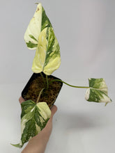 Load image into Gallery viewer, Philodendron Gloriosum Variegated F