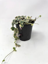 Load image into Gallery viewer, Ceropegia Woodii “String of Hearts” Variegated
