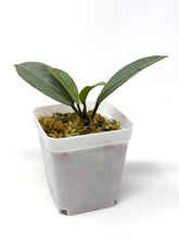 Load image into Gallery viewer, Hoya Wilbur Graves Silver D