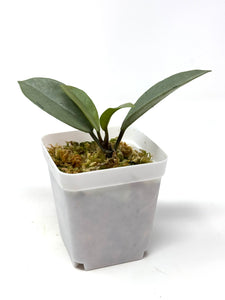 Hoya Wilbur Graves Silver D