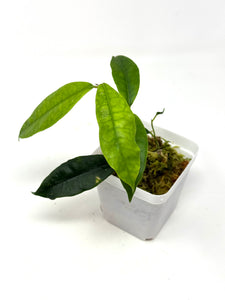 Hoya Sammannaniana