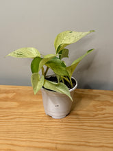 Load image into Gallery viewer, 116. Epipremnum Pinnatum “Marble Queen”