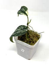 Load image into Gallery viewer, Scindapsus Mayari Variegated C