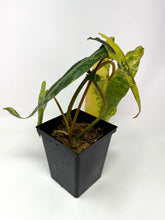 Load image into Gallery viewer, Philodendron Billietiae Variegated B