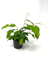 Load image into Gallery viewer, Ficus Benjamina ‘Little Leaf’
