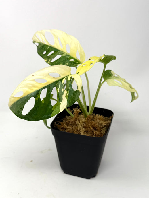 Monstera Adansonii Albo Variegated B