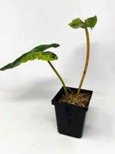 Load image into Gallery viewer, Philodendron Billietiae Variegated D