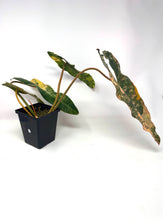 Load image into Gallery viewer, Philodendron Billietiae Variegated A