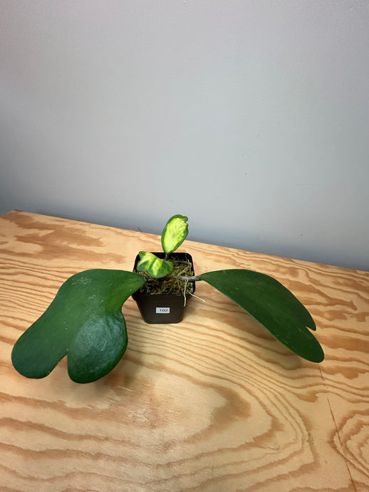 102. Hoya Kerrii Variegated (inner)