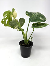 Load image into Gallery viewer, Monstera 'Thai Constellation' (high variegation, 4.5”)