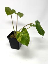 Load image into Gallery viewer, Homalomena Rubescens Variegated B