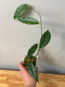 16. Hoya Cystiantha Splash
