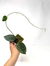 Load image into Gallery viewer, Hoya Glabra Silver D