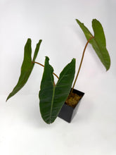 Load image into Gallery viewer, Philodendron Billietiae