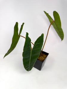Philodendron Billietiae