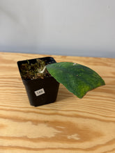 Load image into Gallery viewer, 149. Hoya Deykeae