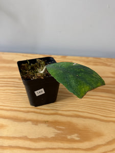 149. Hoya Deykeae