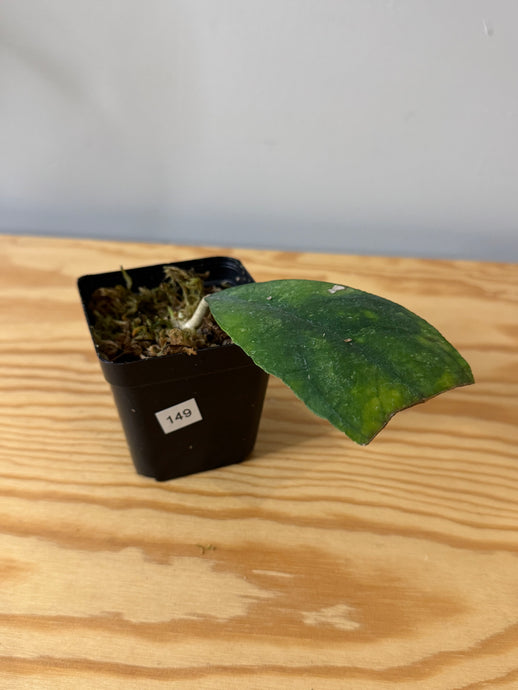149. Hoya Deykeae