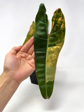 Load image into Gallery viewer, Philodendron Billietiae Variegated A