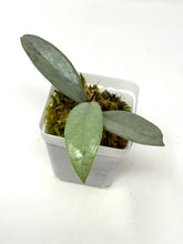 Load image into Gallery viewer, Hoya Wilbur Graves Silver F