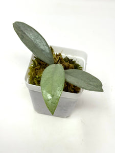 Hoya Wilbur Graves Silver F