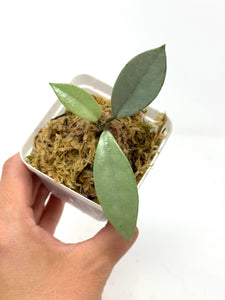 Hoya Wilbur Graves Silver B