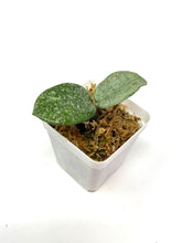 Load image into Gallery viewer, Hoya Carnosa ‘Grey Ghost’