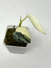 Load image into Gallery viewer, Scindapsus Mayari Variegated B