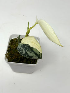 Scindapsus Mayari Variegated B