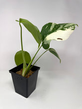Load image into Gallery viewer, Monstera Deliciosa Albo Variegated I