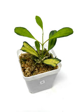 Load image into Gallery viewer, Hoya Manipurensis Variegated A