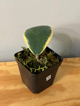 Load image into Gallery viewer, 37. Hoya Kerrii Albo Variegated