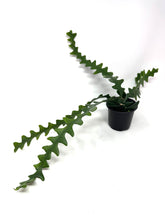Load image into Gallery viewer, Epiphyllum Anguliger ‘Fishbone Cactus’ (Ships within Canada only)