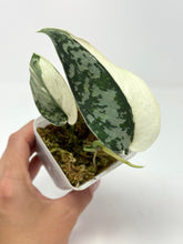 Load image into Gallery viewer, Scindapsus Mayari Variegated A