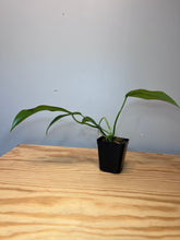 Load image into Gallery viewer, 41. Philodendron Giganteum