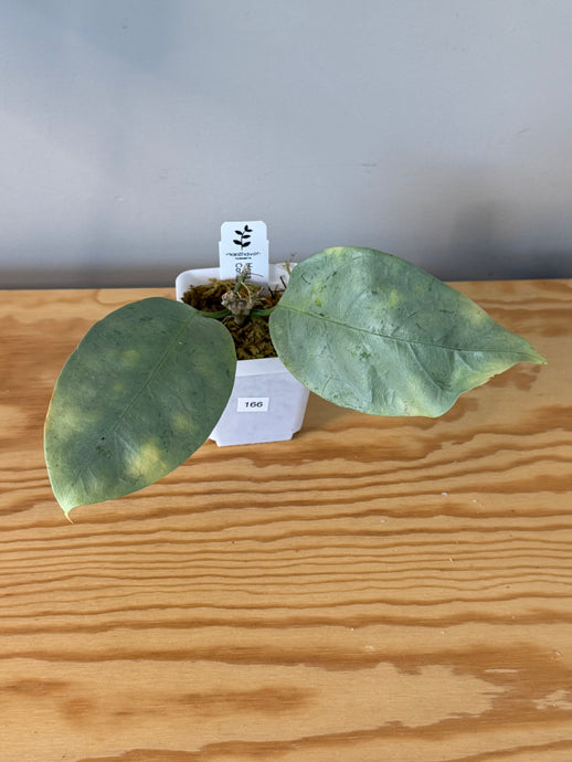 166. Hoya Coriacea Silver