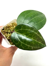 Load image into Gallery viewer, Hoya Tjadasmalangensis